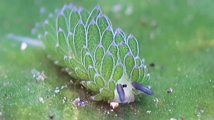 Costasiella Kuroshimae (Leaf Sheep) Are Capable Of A Chemical Process Called Kleptoplasty, In Which They Retain The Chloroplasts From The Algae They Feed On. Absorbing The Chloroplasts From Algae Then Enables Them To Indirectly Perform Photosynthesis