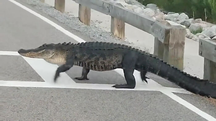 Alligators Move On Land Using Two Different Modes Of Locomotion, The "Sprawl" And The "High Walk." The Sprawl Involves Moving Forward With Its Belly Rubbing The Ground, However, The High Walk Is An "Up On All Four Limbs" Motion With Its Belly Well Above The Ground And A Diagonal "Slow Trot" Style