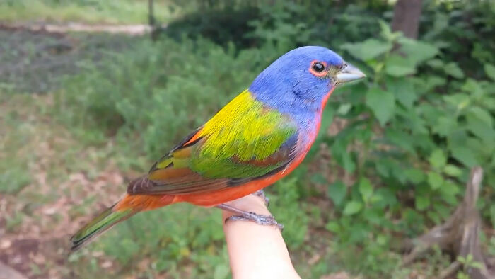 The Male Painted Bunting Is Often Described As The Most Beautiful Bird In North America, Earning It The Nickname "Nonpareil" Or "Without Equal". It Is A Member Of The Cardinal Family And Has Two Recognized Subspecies. This Painted Bunting Had A Run In With A Window; After Recuperating, It Flew Off