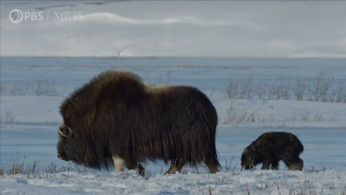 Within Just A Few Hours After Birth, The Calves Of Muskoxen Are Already Able To Keep Up With Their Herds. Calves Will Suckle For The First Two Months And Afterwards They Begin Eating Vegetation With Only Occasional Nursing. Cows Communicate With Their Calves By Braying. These Muskoxen Are In Alaska