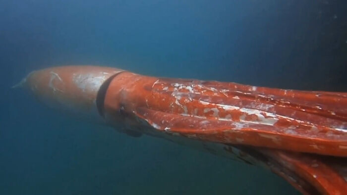 The Giant Squid Is Widespread, Inhabiting All The World's Oceans, With Maximum Usual Sizes Of Around 12–13 M (39–43 Ft) In Length, Though There Are Unattested Reports Of Larger Ones (I.e. 20 M/66ft). A Giant Squid Was Filmed In Toyama Bay Which, After Its Noteworthy Visit, Swam Back To The Deep