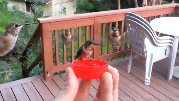 Rufous Hummingbirds Are Known For Their Extraordinary Flight Skills, Sometimes Flying Up To 2,000 Miles (3,200 Km) During Their Migrations. They Breed As Far North As Alaska And Winter As Far South As Mexico. You Can Hear These Rufous Hummingbirds Buzzing Around As They Attempt To Feed From A Cup