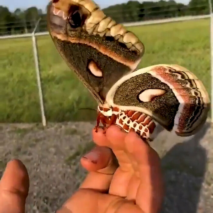 The Cecropia Moth Is North America's Largest Native Moth, And Wingspans Can Reach 7 Inches Or More