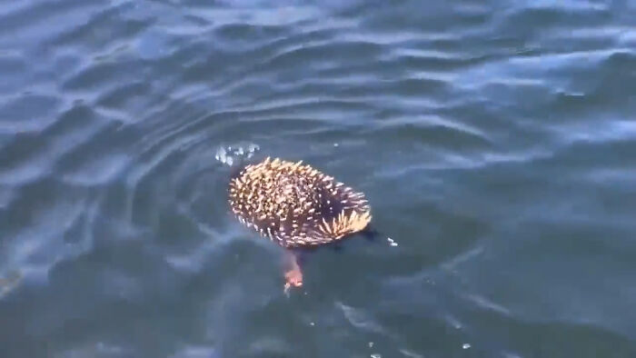 When Echidnas Swim, They Will Use Their Snouts As Snorkels. Echidnas Living Near Water Will Sometimes Go Swimming To Cool Off On Warm Days. They Have Also Been Seen Swimming Across Rivers As Well As To And From Islands. This Short-Beaked Echidna Was Filmed Swimming In The Swan River In Australia