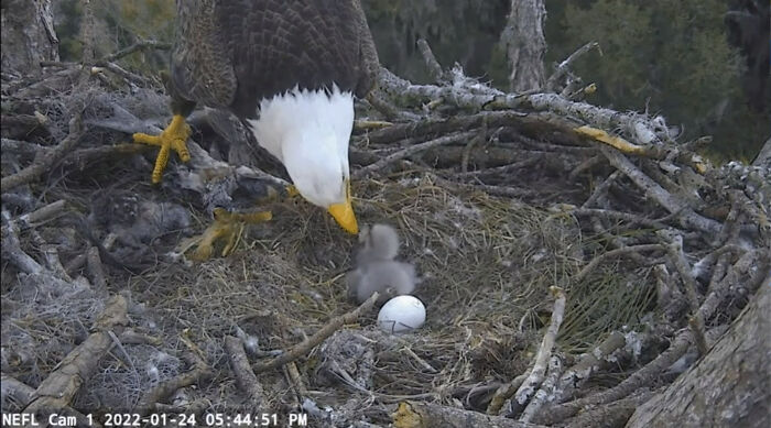 Prior To The Female Laying Eggs, Bald Eagles Will Build A Second, Smaller Nest Within Their Nest (Called The Bowl Or Cup). They Construct This Out Of Soft Nesting Material, As This Is Where The Eggs Will Be Laid