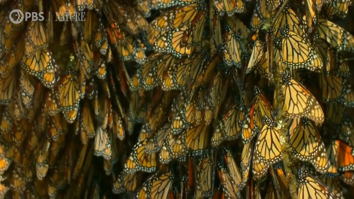 Monarch Butterflies Are Notable For Their Annual Migrations Southward From Southern Canada And The Northern U.S. To Florida, California And Mexico In Late Summer And Autumn. After Overwintering In The Mountains Of Mexico, These Monarch Butterflies Embark On A Journey Taking Them Back Northward