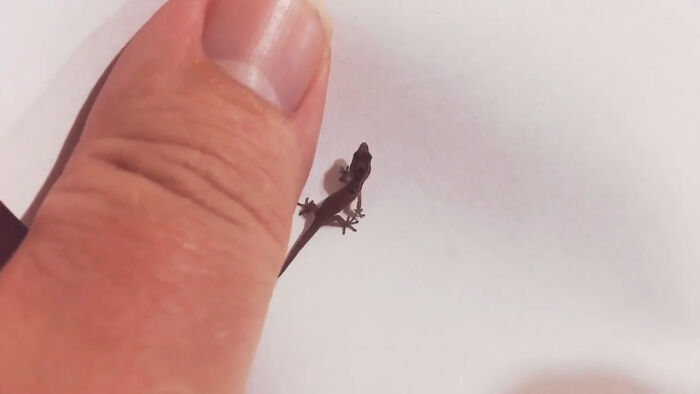 Haragua Lizard - World's Smallest Known Reptile
