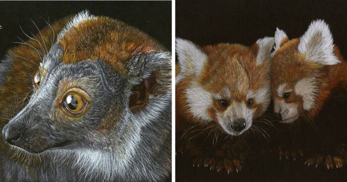 My Annual Drawings Against The Extinction Of Endangered Animals