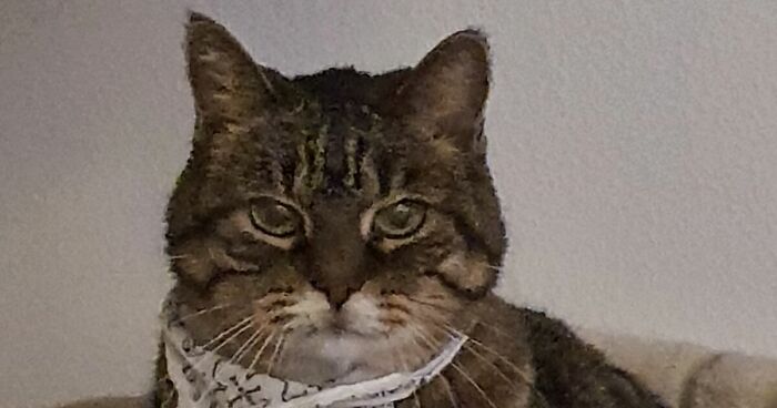 Hey Pandas, What Would Your Pet’s Cv Pic Look Like? (Closed)