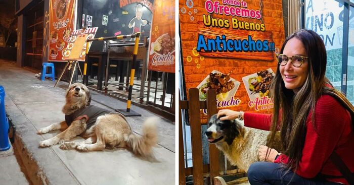 Restaurant Owner Feeds Every Homeless Dog That Visits