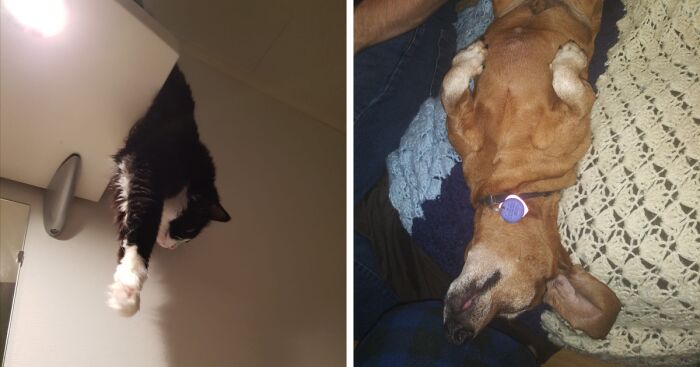 Hey Pandas, Post A Picture Of Your Pet Looking Like Some Spilled Liquid (Closed)