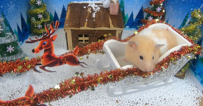 I Made A Christmas-Themed Obstacle Course For My Hamster Where In The End, It Reaches The Presents (15 Pics)