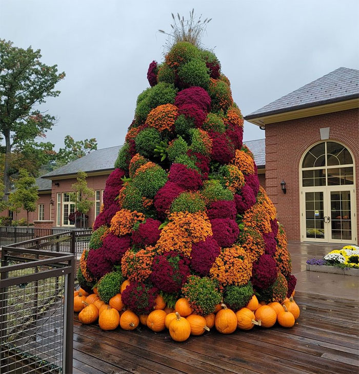 A Beautiful Chrysanthemum Tree On Display At Kingwood Center, A Fabulous Garden Located In Mansfield, Ohio