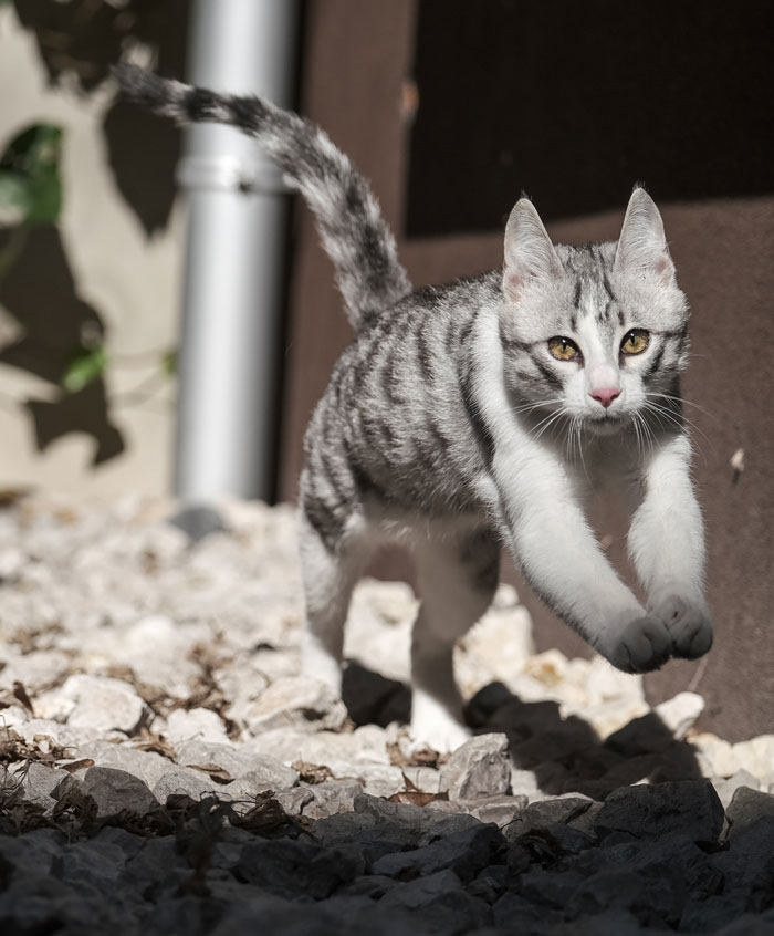 Cat is running outside