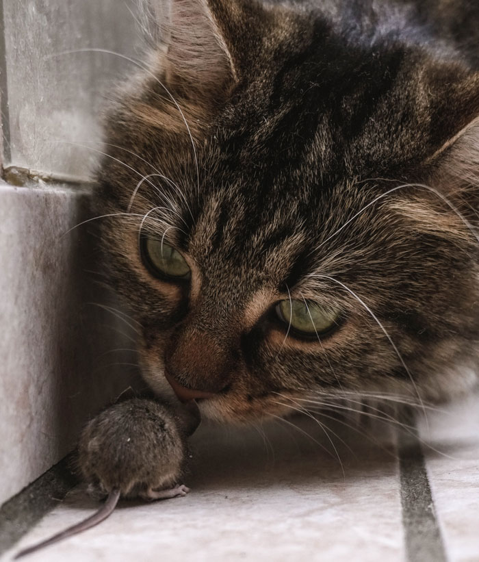 Cats face and a mouse near