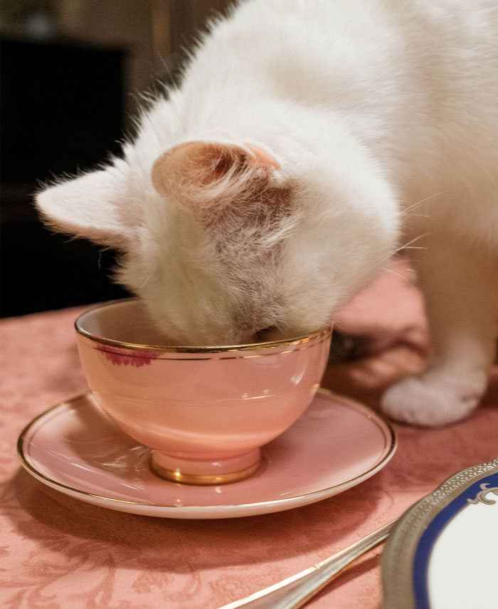 A white cat standing on a table and putting its head in a pink teacup
