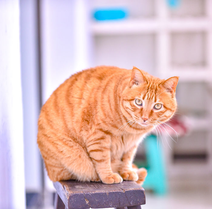 Ginger cat sitting near wooden bench