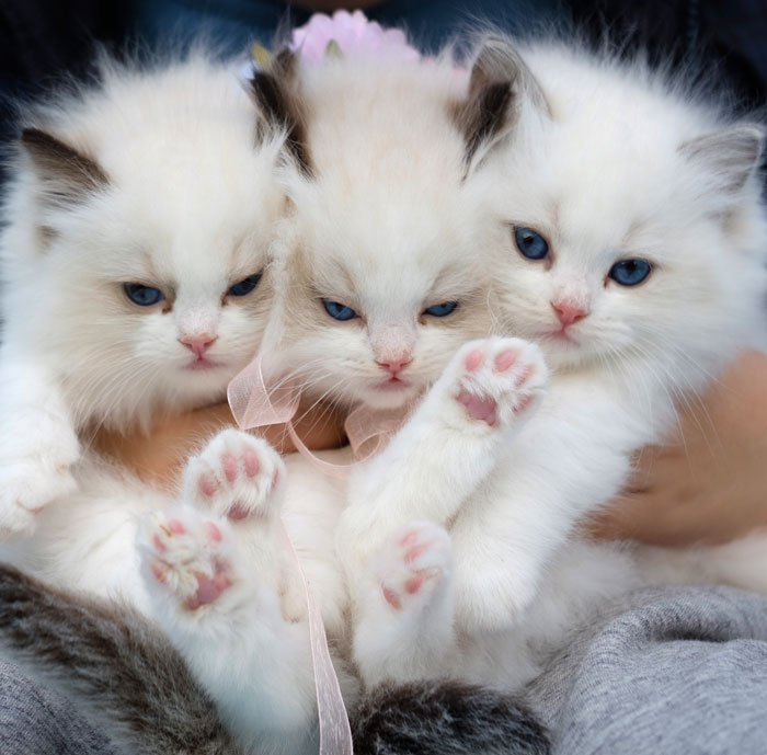 A person holding three white cats