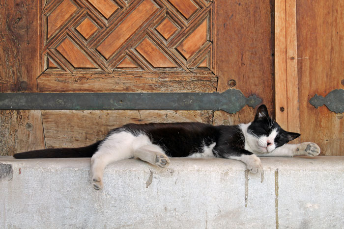 A cat lying on concrete near a wooden door