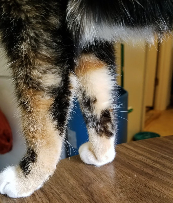 Cat's front legs