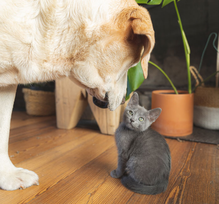 A golden retriever dog and a small gray cat in a room