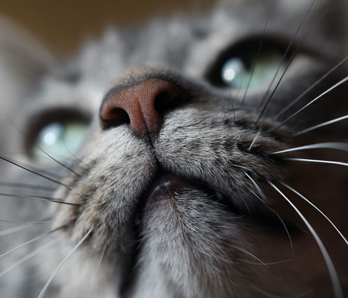 Grey cats nose