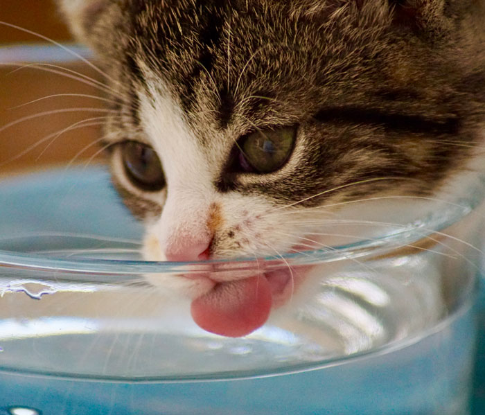 Cat licking water