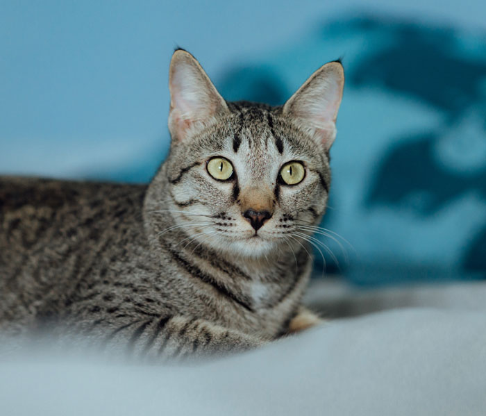 The Egyptian Mau is the oldest known cat breed