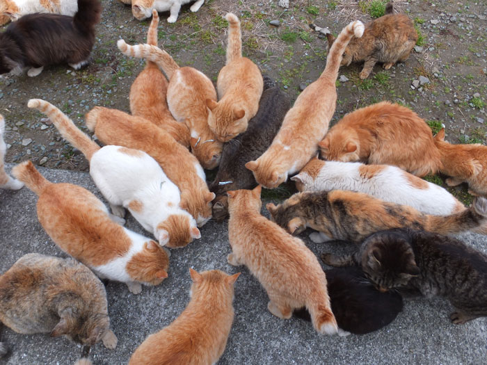 Aoshima is probably Japan's most famous cat island