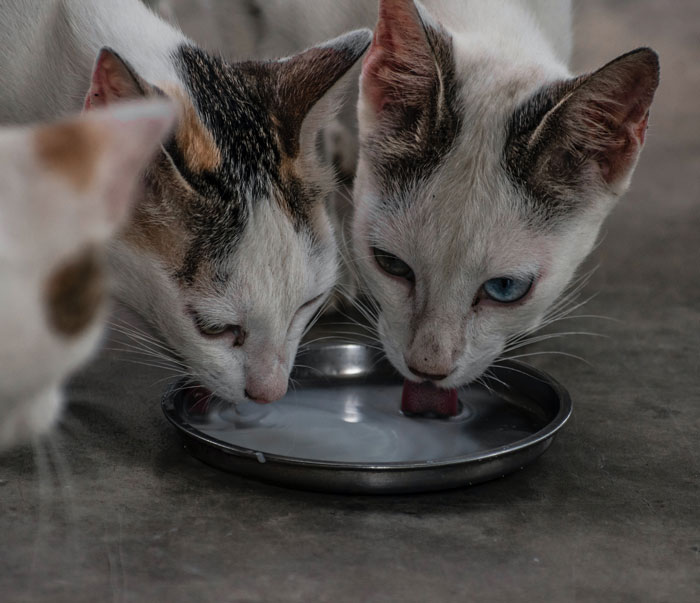 Three cats licking milk
