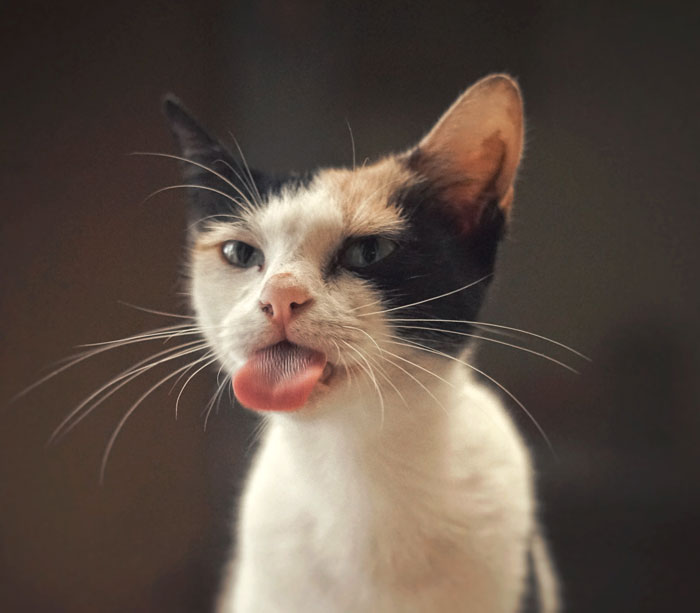 Cat showing its tongue