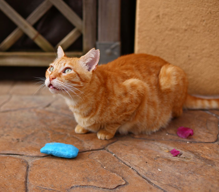 A ginger cat is on the tiled ground and a small blue pillow near