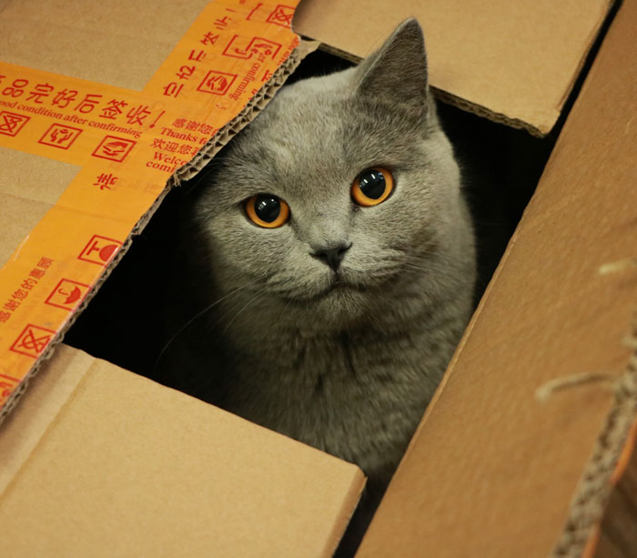 Cats may seek out boxes to cope with stress