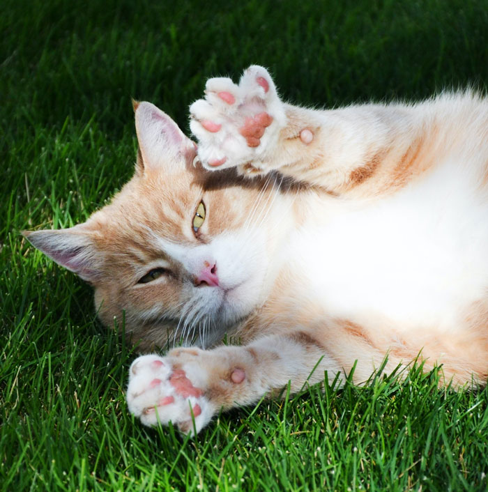 Light cat laying on the grass with its paws up