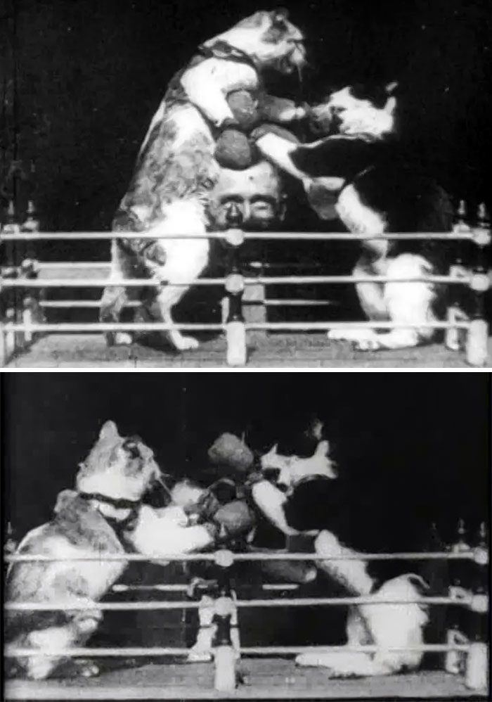 "The Boxing Cats" (1894) Is The First Cat Video