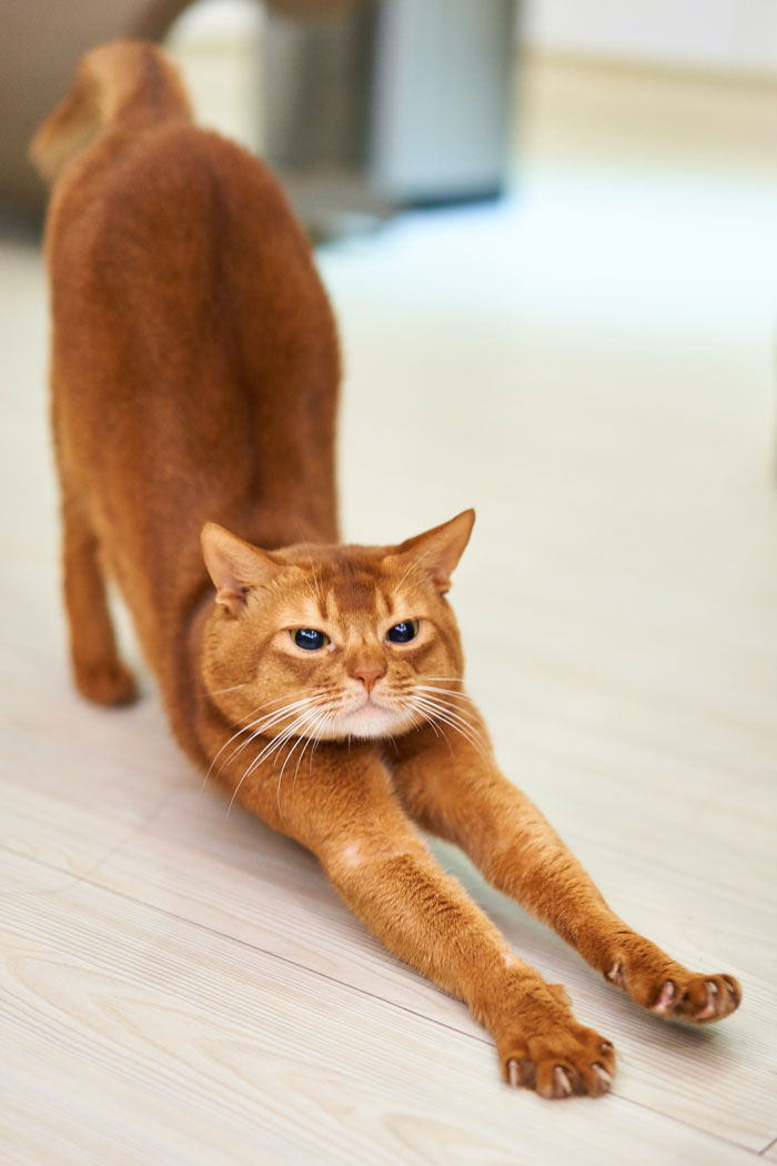 Brown cat is stretching