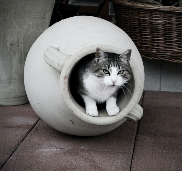 Cat inside big light pot