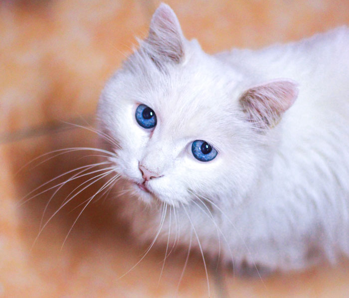 Researchers have found that 65-85% of blue-eyed white cats are deaf.