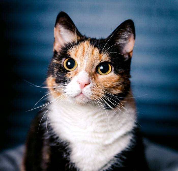 Beautiful Calico cat portrait