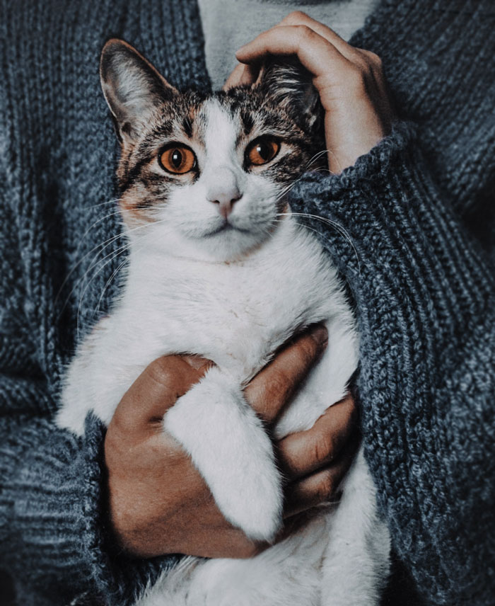 A person in a grey sweater holds a cat