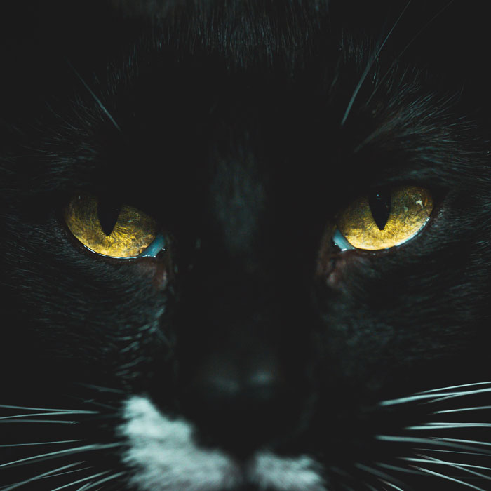 Close up of black cat portrait with yellow eyes