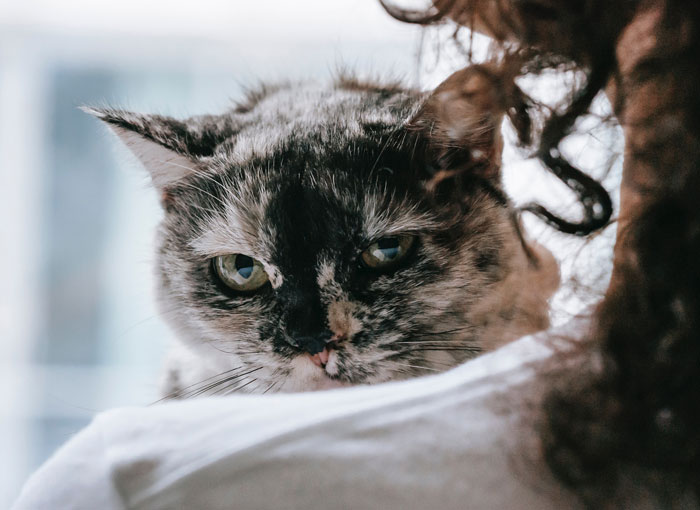 Scientists still don't fully understand how cats purr and control