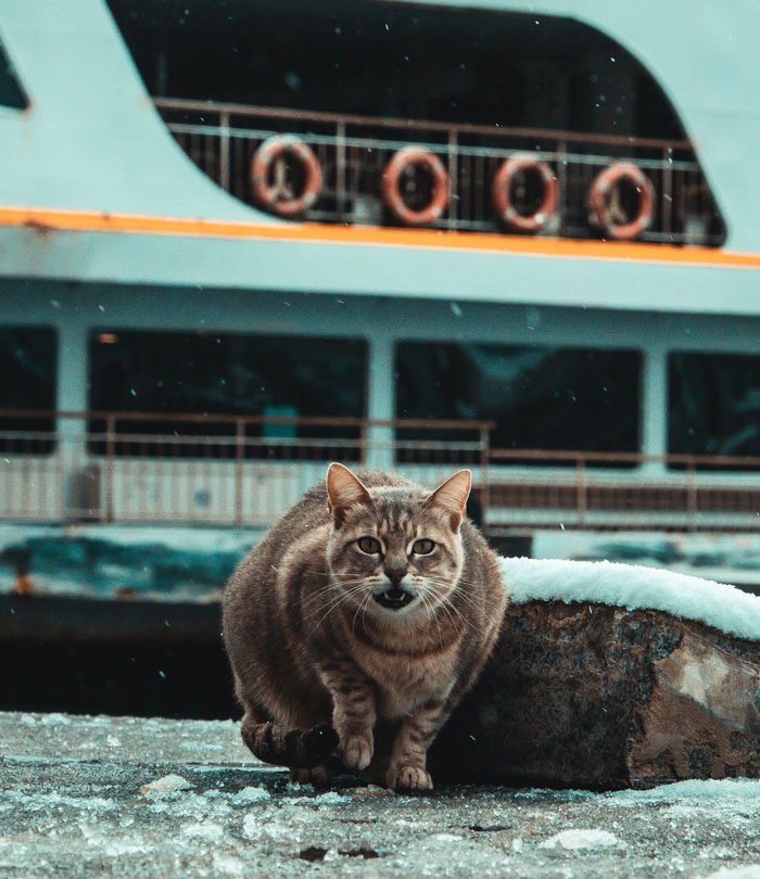 A cat is walking and a ship is in the background