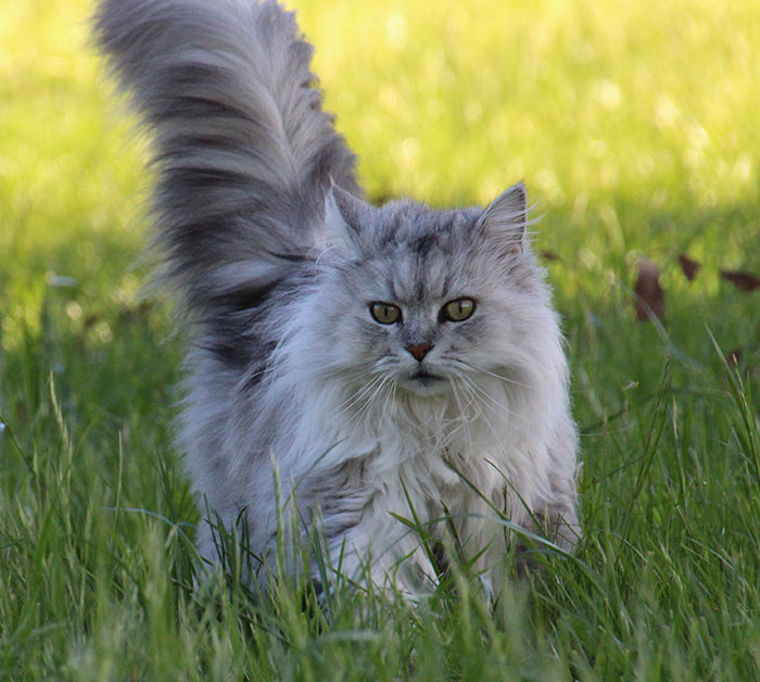 Grey long-haired cat in grass