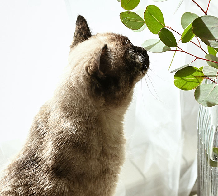 Cats Like To Smell Green Olives