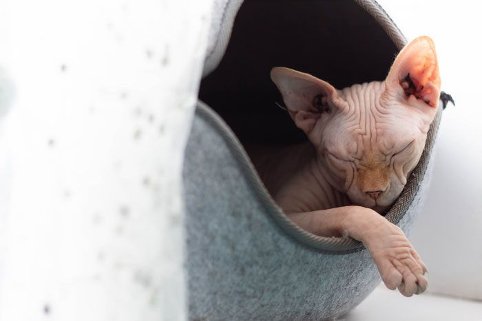 Sphynx cat sleeping in its bed house