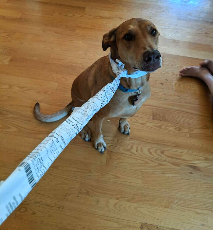 Forgot My Leash, CVS Receipt To The Rescue