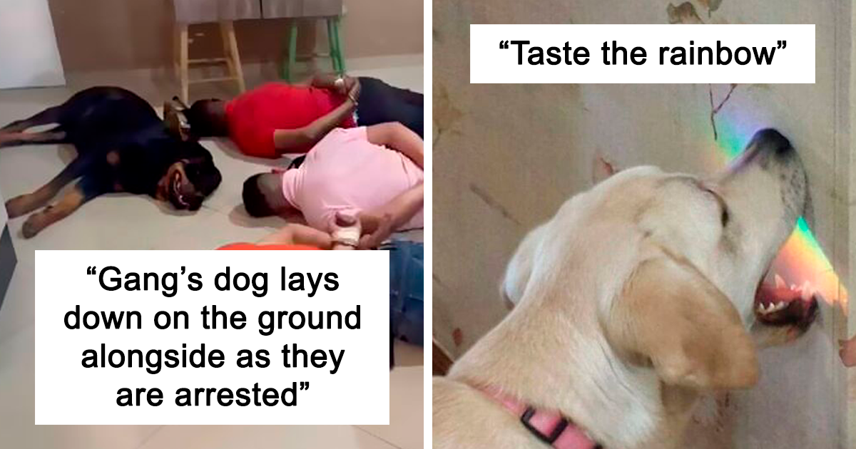 108 Times Folks Were So Bamboozled By Dogs Acting Weird, They Just Had