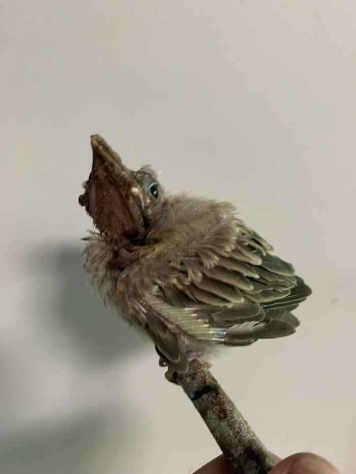 Baby Figbird In Care (Licensed Wildlife Carer) - Perpetual Grumpy Face - Caption Away