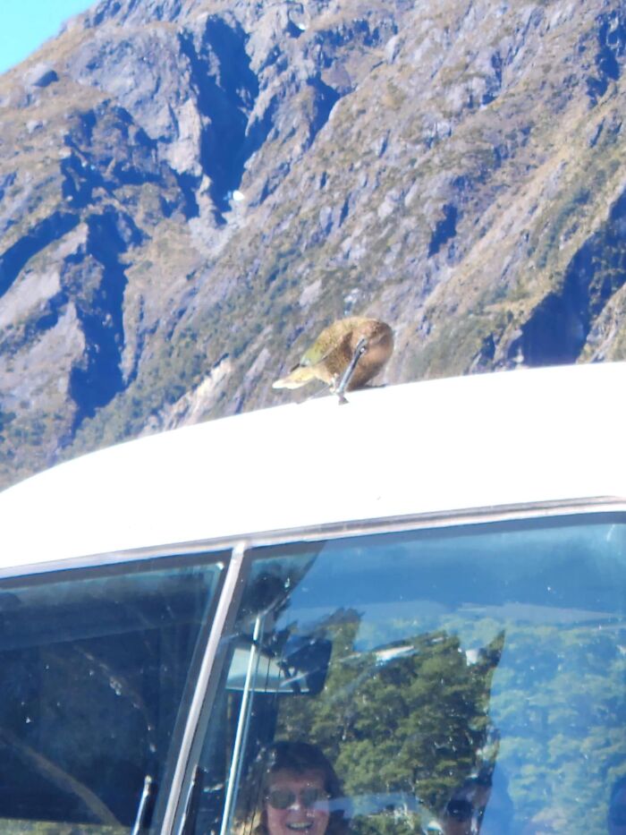 Just Got Back From Hols Across The Ditch To New Zealand. Snapped This Pic Of A Kea Chewing On The Tour Bus Antenna